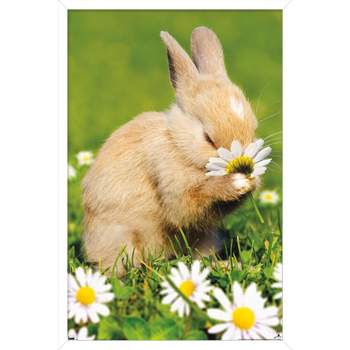 Trends International Avanti - Bunny Smelling Flower Framed Wall Poster Prints