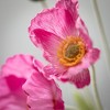 Sullivans Artificial Poppy Stem 6"L - 2 of 2