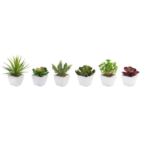 Melrose Potted Succulent Plants (set Of 6) : Target