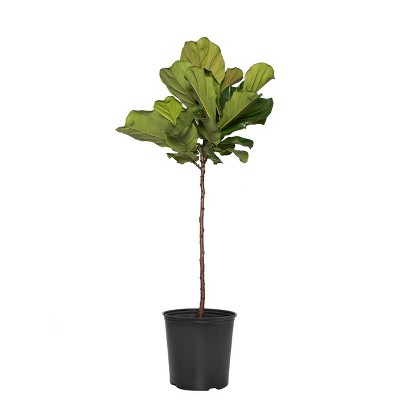 48" Fiddle Leaf Fig Tree in Black Nursery Pot