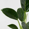 Halloween Enchanted Pumpkin White Live Houseplant - Good Little Garden™ - 3 of 4