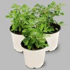 3pc Mini Rose Cupcake - National Plant Network: Thornless, Sun/Shade, Pink Blooms - 2 of 4