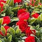red - 2pcs