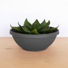 Bloem 14" x 7.5" Terra Plant Gardening Bowl Planter, Charcoal - 4 of 4