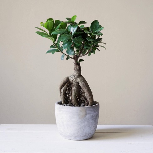 2pc Ficus Chinese Banyan Tree - National Plant Network - image 1 of 2