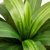 5-6ft UV & Sunproof Artificial Dracaena Tree for Indoor/Outdoor - Faux Silk Plant in Tall Planter, Tall Faux Tree for Home & Garden Decor - 3 of 4