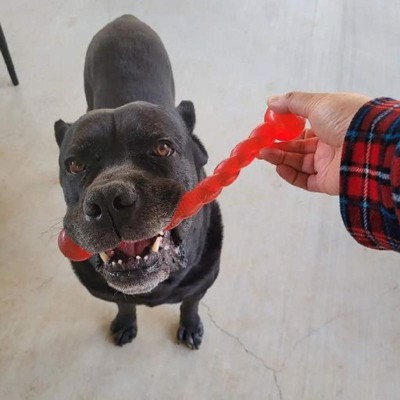 Kong Small Safe Stix Dog Fetch Toy