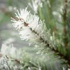 Sullivans Artificial 25" Frosted Fuzzy Pine Spray, Green - 2 of 2