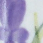 lavender fields