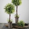 Sullivans Artificial Smilax Orb 5.5"H Green - 3 of 4