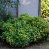 National Plant Network Outdoor Live Gulf Stream Nandina Plant - 1ct 1gal - 4 of 4