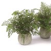 Potted Fern Plant in Grey Pot (Set of 3) - 2 of 3