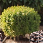 beige cushion/brown wicker