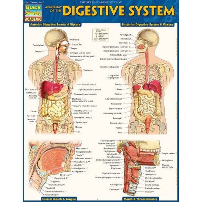 Anatomy of the Digestive System - 2nd Edition by  Vincent Perez (Poster)