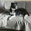 Kritter Planet Waterproof Dogs Blanket, Reversible Furniture Protector Cover for Dogs, Washable Dog Blanket, Gray - 4 of 4
