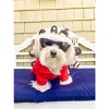 Parisian Pet 'Polo' Dog & Cat T-Shirt – Stylish Cotton, Comfortable & Lightweight Summer Shirt – Red-Valentine's Day - 2 of 4