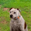 Country Brook Petz HossFit Jr Wide Martingale Dog Collar - Country and Western Collection - 3 of 4