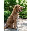 Country Brook Petz Deluxe Dog Collar - Camouflage Collection - Made in The U.S.A. - 3 of 4