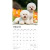 BrownTrout Bichon Frise 2026 12"x24" Hanging Square Wall Calendar Plastic-Free - 3 of 4