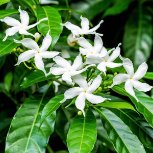 National Plant Network Live Indoor/Outdoor Arabian Jasmine Sambac Plant - 1ct 1gal - 1 of 4