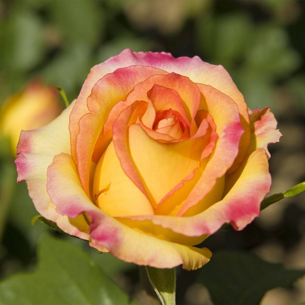 Van Zyverden Roses Peace Root Stock