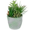 Northlight 8.5" Mixed Succulent Artificial Potted Arrangement - Green/Brown - 4 of 4