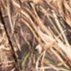 realtree max-7