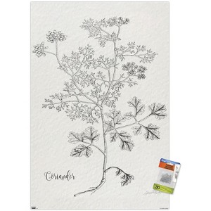 Trends International Jean Plout - Botanical Studies on Paper Coriander Unframed Wall Poster Prints - 1 of 4
