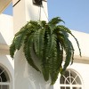 Artificial Boston Fern 15.7" Faux Silk Plant - UV Resistant Indoor Fake Tree with Realistic Leaves and Construction Basket - Perfect for Home Decor - 4 of 4