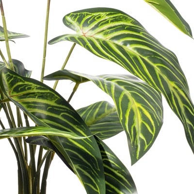21.6'' Green Alocasia in White Ceramic Pot