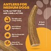 WhiteTail Naturals Medium Deer Antler Dog Chews – 3 Pack | Long-Lasting Natural Chew Bones for Medium Dogs | Odorless & Safe Alternative to Rawhide - 3 of 4