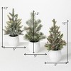 Sullivans 12" Potted Pine Artificial Tree Set of 3, Green - 4 of 4