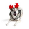 Midlee Christmas Reindeer Small Dog Antlers - 2 of 4