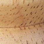Natural Wood