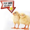 Bigtime Signs 11" x 9.5'' Peep Show Live Chicks Chicken Coop Decor Sign - image 4 of 4