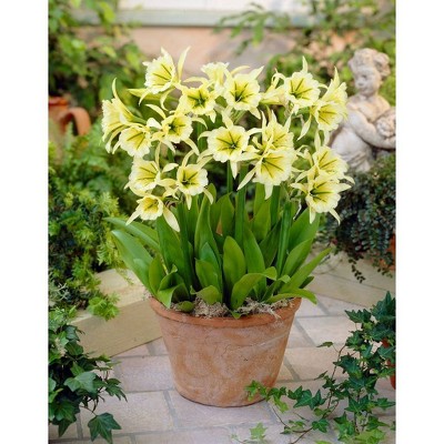 Van Zyverden Set of 5 Ismene Sulphur Queen Bulbs