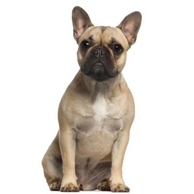 LEMONSODA Cardboard Cutouts (Sitting French Bull Dog)