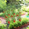 Costway 2-Pack Garden Trellis 57" Plant Support & Tomato Cages with Adjustable Height - 3 of 4