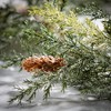 Sullivans Artificial 5'6" Frosted Arborvitae Garland - 2 of 4