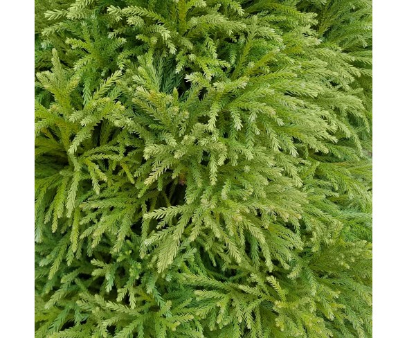 Cryptomeria 'Globosa Nana' 1pc U.S.D.A. Hardiness Zones 5-8 Cottage Hill 2.25gal