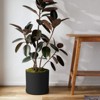 Bloem Mathers Round Resin Planter Pot Indoor and Outdoor Gardening - 2 of 4