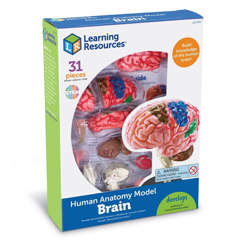 Learning Resources Brain Anatomy Model - Science Exploration Tools, 4 of 7