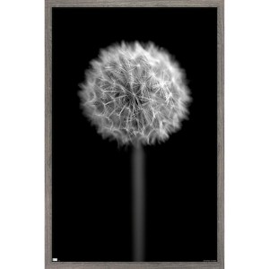 Trends International Tom Quartermaine - Black and White Dandelion Framed Wall Poster Prints - 1 of 4