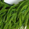 Nearly Natural 20" Pre-Lit Artificial Real Touch Norfolk Island Pine Wreath with 35 Warm White LED Lights - 2 of 4