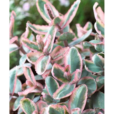  Van Zyverden Set of 3 Garden Succulent Sedum Winky Roots 