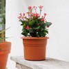 Bloem Posy Round Resin Planter Pot Indoor and Outdoor Gardening - 2 of 4