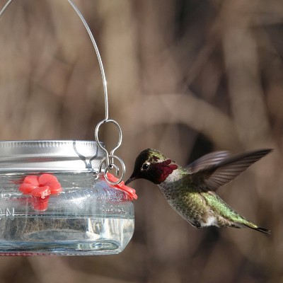 Clear Glass and Metal Hanging Hummingbird Feeder