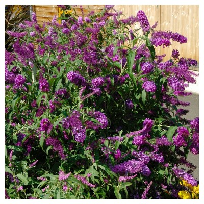 Buddelia 'Nanho Purple' 1pc - National Plant Network U.S.D.A Hardiness Zone 5-9 - 2.5 Quart