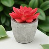 Unique Bargains Artificial Plants Small Graptopetalum in Mini Pulp Plastic 2.76"x2.76"x2.95" 1 Pc - 2 of 4