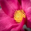 Sullivans Artificial Magnolia Spray Fuchsia 26"H; Fushia - 2 of 2